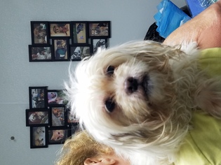 Maltipoo Dogs for adoption in Troy, IL, USA