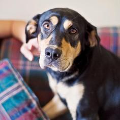 Rottweiler Dogs for adoption in Lonsdale, AR, USA