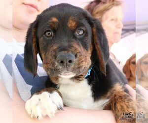 Retriever -Unknown Mix Dogs for adoption in Washington, DC, USA