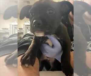 American Pit Bull Terrier-Unknown Mix Dogs for adoption in Sacramento, CA, USA