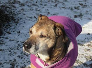 Mutt Dogs for adoption in Gilbertsville, PA, USA