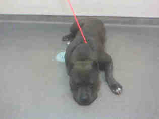 American Staffordshire Terrier Dogs for adoption in Las Vegas, NV, USA