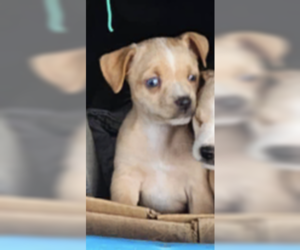 Chihuahua Dogs for adoption in Dana Point, CA, USA