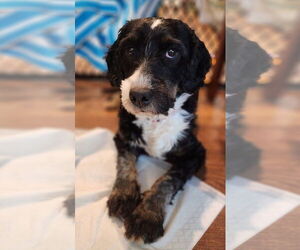 Bernese Mountain Dog-Unknown Mix Dogs for adoption in Aurora, IN, USA