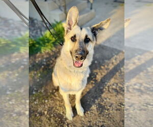 German Shepherd Dog Dogs for adoption in Roseville, MN, USA