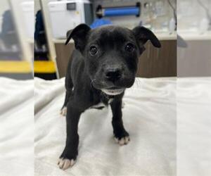 Border Collie-Unknown Mix Dogs for adoption in Baytown, TX, USA