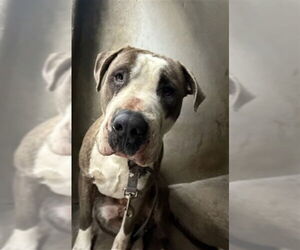 American Pit Bull Terrier-Unknown Mix Dogs for adoption in San Bernardino, CA, USA