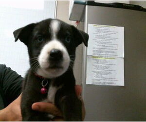 Siberian Husky-Unknown Mix Dogs for adoption in Sacramento, CA, USA