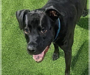 Mutt Dogs for adoption in Oakland Park, FL, USA