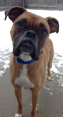 Boxer Dogs for adoption in Shaftsbury, VT, USA