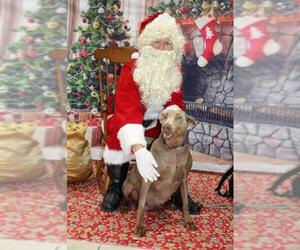 Doberman Pinscher Dogs for adoption in Doylestown, PA, USA
