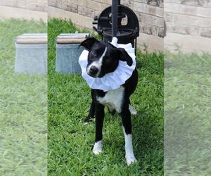 Medium Photo #1 Border Collie-Unknown Mix Puppy For Sale in Bandera, TX, USA