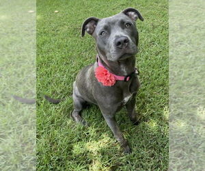American Pit Bull Terrier-Unknown Mix Dogs for adoption in Rockaway, NJ, USA