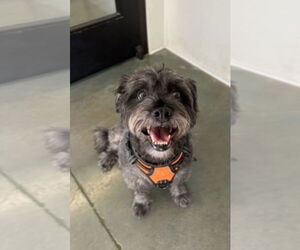 Shih Tzu-Unknown Mix Dogs for adoption in Oak Bluffs, MA, USA