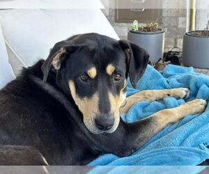 Rottweiler-Unknown Mix Dogs for adoption in Camarillo, CA, USA