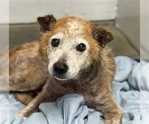 Mutt Dogs for adoption in Conroe, TX, USA