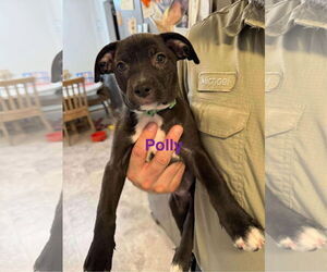 Mutt Dogs for adoption in Farmerville, LA, USA