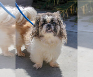 Pekingese Dogs for adoption in Anaheim, CA, USA