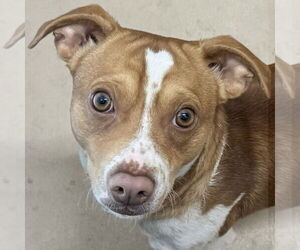 Mutt Dogs for adoption in Pleasanton, CA, USA