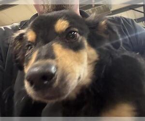 German Shepherd Dog-Unknown Mix Dogs for adoption in Bakersfield, CA, USA