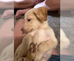 Labrador Retriever-Unknown Mix Dogs for adoption in MIDWAY, UT, USA