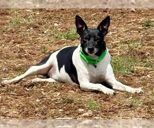 Rat Terrier-Unknown Mix Dogs for adoption in Denver, CO, USA