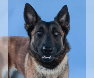 Mutt Dogs for adoption in Pasadena, CA, USA