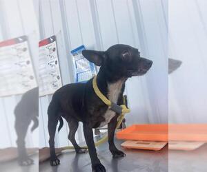 Chihuahua Dogs for adoption in Bakersfield, CA, USA