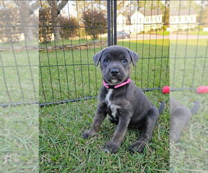 German Shepherd Dog-Unknown Mix Dogs for adoption in Raleigh, NC, USA