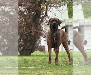 Brazilian Mastiff-Dogue de Bordeaux Mix Dogs for adoption in Jasper, AL, USA