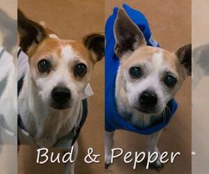 Chihuahua Dogs for adoption in Shreveport, LA, USA