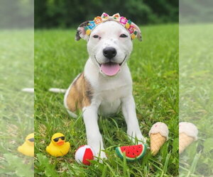 Mountain Cur-Unknown Mix Dogs for adoption in Germantown, OH, USA