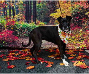 Mutt Dogs for adoption in Sanford, FL, USA