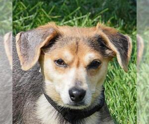 Beagi Dogs for adoption in Huntley, IL, USA