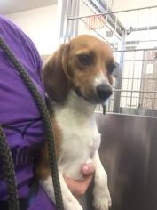 Medium Photo #1 Beagle Puppy For Sale in Martinsburg, WV, USA
