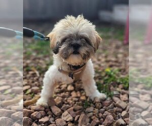 Lhasa Apso Dogs for adoption in St. Louis Park, MN, USA