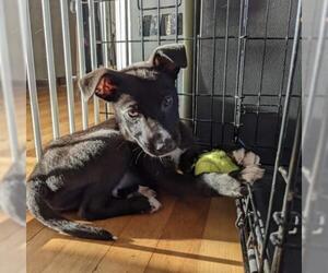Borador Dogs for adoption in Oak Bluffs, MA, USA