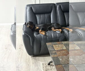 Rottweiler Dogs for adoption in White Hall, AR, USA