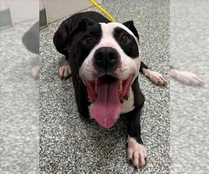 American Pit Bull Terrier-Unknown Mix Dogs for adoption in Salisbury, NC, USA