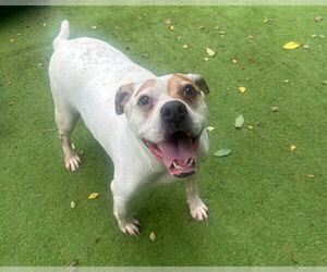 Boxer-Unknown Mix Dogs for adoption in Raleigh, NC, USA
