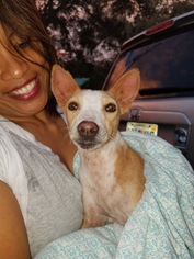 Jack Chi Dogs for adoption in Seminole, FL, USA