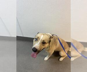 American Pit Bull Terrier-Siberian Husky Mix Dogs for adoption in HESPERIA, CA, USA