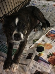 Boston Terrier Dogs for adoption in Pawtucket, RI, USA