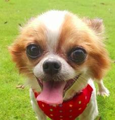 Chihuahua Dogs for adoption in San Ramon, CA, USA