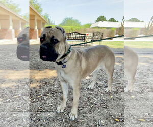 Mutt Dogs for adoption in Goodyear, AZ, USA