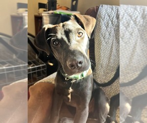 Labrador Retriever-Unknown Mix Dogs for adoption in Roxboro, NC, USA