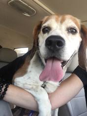 Beagle Dogs for adoption in Great Bend, KS, USA