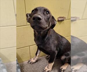 Mutt Dogs for adoption in Woodland, CA, USA