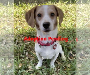Beagle-Unknown Mix Dogs for adoption in Dunnellon, FL, USA