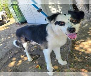 Australian Shepherd-Siberian Husky Mix Dogs for adoption in Long Beach, CA, USA